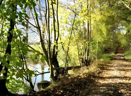 Maison pittoresque en forêt de Viroinval - Sauna - Photo 12