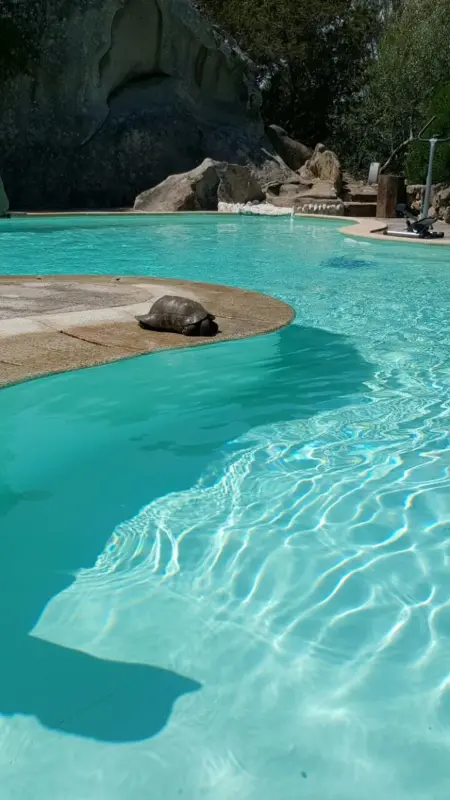 Studio cosy Porto Rotondo 35 m² + Piscine, Appartement 2 personnes à Porto Rotondo - Photo 21