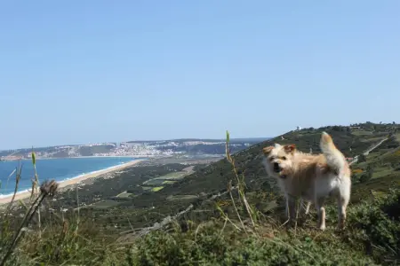 Maison charmante à Nazaré avec cheminée, Maison 4 personnes à Nazare - Photo 24