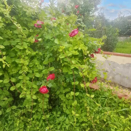 Appartement charmant à San Mauro Pascoli avec jardin, 75 m².

- - Photo 15