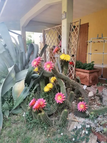 Appartement charmant à San Mauro Pascoli avec jardin, 75 m².

- - Photo 30