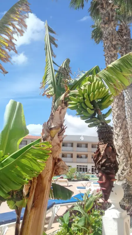 Appartement cosy à Costa del Silencio 55 m² avec piscine - Photo 12