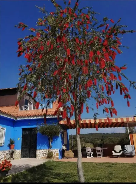 Villa spacieuse à Guillena avec jardin et piscine privée - Photo 48