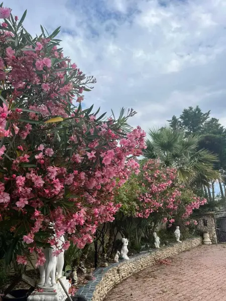 Maison charmante à Marseillan avec grand jardin et terrasse - Photo 13