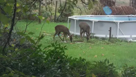 Maison familiale avec piscine partagée à Moissac, jardin - Photo 17