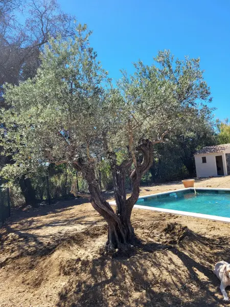 Magnifique villa avec piscine privée à Aubignan - Photo 3