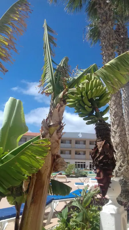 Studio agréable à Costa del Silencio 45 m² avec vue mer - Photo 14