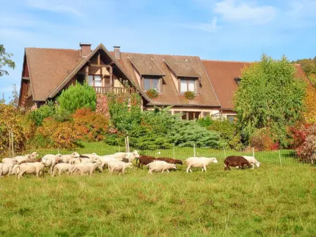 Appartement charmant à Thannenkirch avec vue montagne - Photo 23