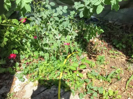 Maison de charme à Vachères avec jardin et vue montagne - Photo 18