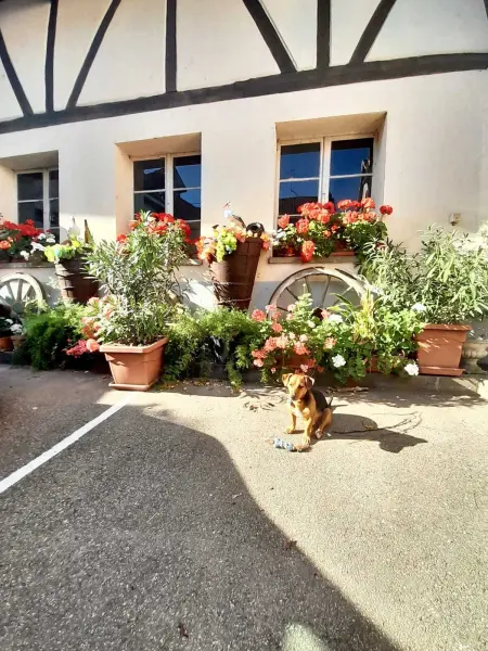 Maison de charme avec jardin à Ingersheim - Chaleur cosy - Photo 20