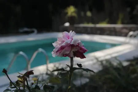 Studio charmant à Marco de Canaveses - 25m² avec piscine - Photo 8