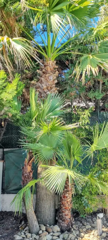 Villa spacieuse à Agde avec piscine et jardin., Villa 8 personnes à Agde - Photo 29