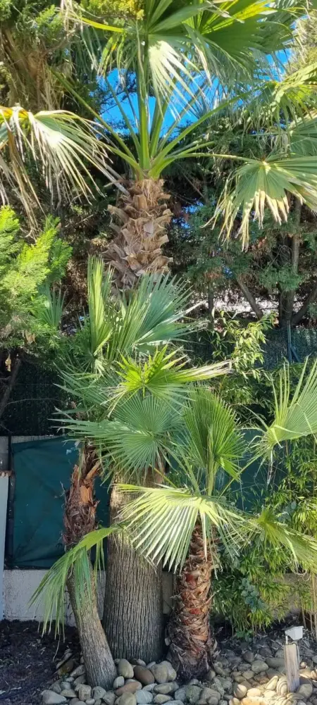 Villa spacieuse à Agde avec piscine et jardin., Villa 8 personnes à Agde - Photo 41
