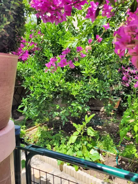 Appartement cosy La Seyne-sur-Mer 55m² avec jardin - Photo 3