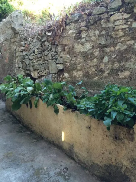 Maison de charme à Ajaccio avec terrasse et jardin - Photo 7