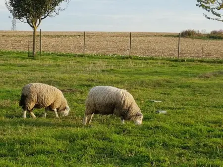 Maison chaleureuse à Fessenheim-le-Bas avec jardin clos 86 m² - Photo 12