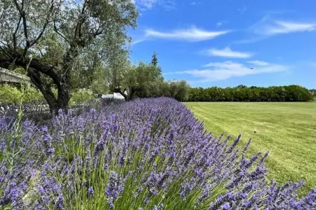 Mas De Pani&egrave;re - Saint Remy De Provence, Maisons & Villas pour 14 Personnes - Photo 47