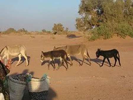 Maison charmante avec piscine à Zagora, Maison 20 personnes à Zagora - Photo 31