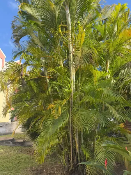 Appartement moderne près de la plage, 66 m², Appartement 4 personnes à Le Gosier - Photo 9