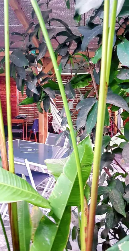 Charmante Maison à Sainte-Rose avec Jacuzzi et Piscine - Photo 8