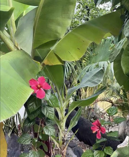 Studio charmant à Basse Terre, vue sur jardin, 15 m² - Photo 14