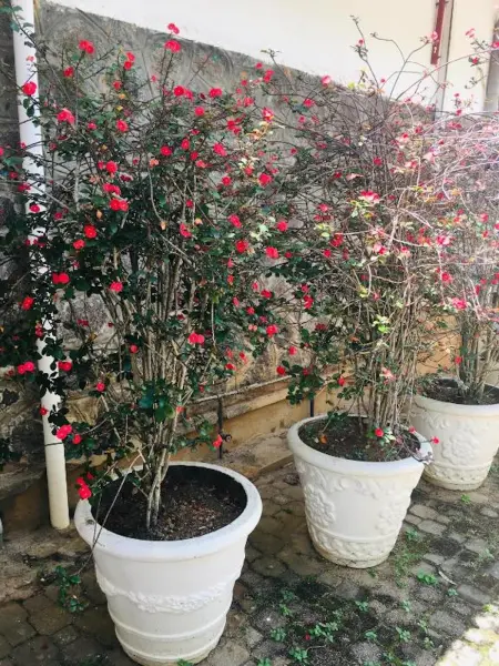Appartement élégant aux Mamelles, 400 m², vue mer - Photo 10