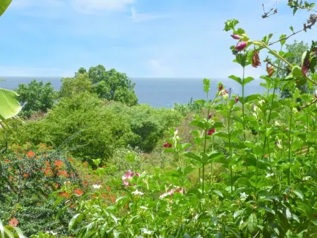 Studio agréable avec vue sur la mer à Marigot - 30 m² + Jardin. - Photo 14