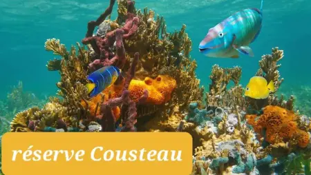 Maison confortable avec piscine privée à Capesterre-Belle-Eau. - Photo 32