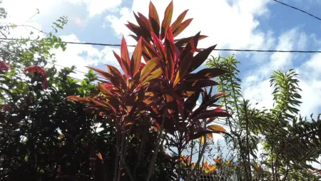 Appartement accueillant au Robert avec balcon et jardin - Photo 9