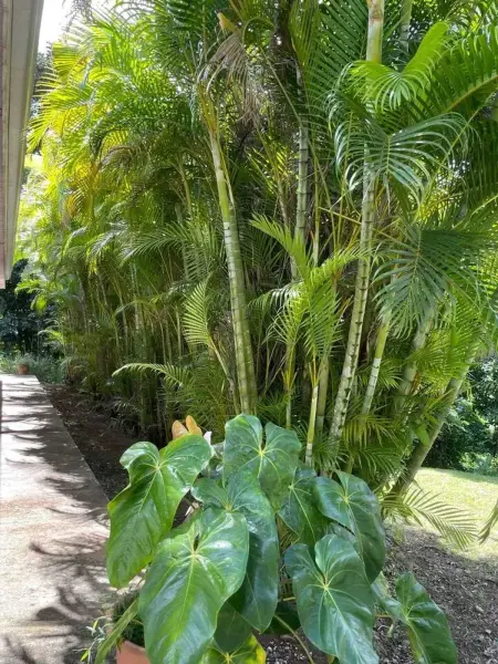Maison spacieuse à Sainte-Luce, 220 m² avec jardin - Photo 9