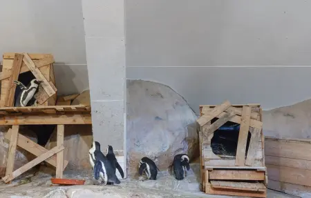 Maison 8 personnes à Ledinghem - Photo 31