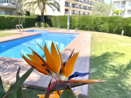 Appart. bord de mer avec piscine et parking à Miami Playa - Photo 10