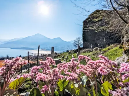 Il Nibbio, Maison 4 personnes à Gravedona - Photo 26