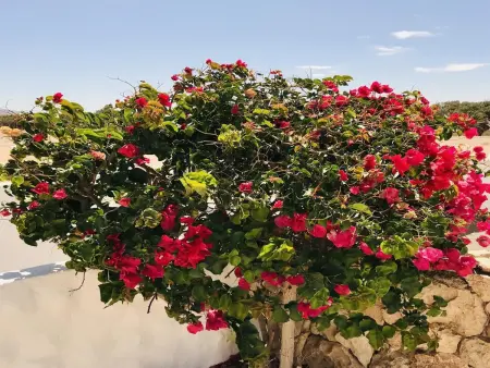 Appartement Solymar Calma avec Piscine, Terrasse et Wifi Gratuit à Costa Calma, Fuerteventura - Photo 17