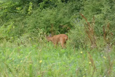 Gite 6 pers près de Châteauroux, Ferme à Giroux près de la forêt et du lac - Photo 32
