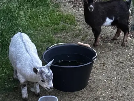 Maison en Pierre avec Piscine Privée et Animaux Admis - Photo 29