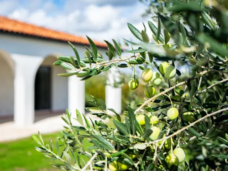 Olivarum, Maison 6 personnes à Pirovac - Photo 40