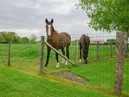 Maison spacieuse dans la Forêt d’Orient avec spa et animaux admis - Photo 24