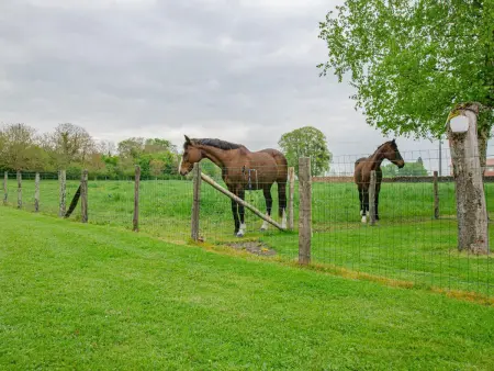 Maison spacieuse dans la Forêt d’Orient avec spa et animaux admis - Photo 25