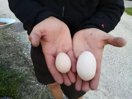 Gîte indépendant avec étang - 3 chambres, animaux admis - Photo 25