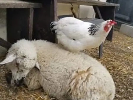 Gîte indépendant avec étang - 3 chambres, animaux admis - Photo 26