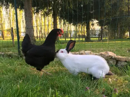 Gîte indépendant avec étang - 3 chambres, animaux admis - Photo 27