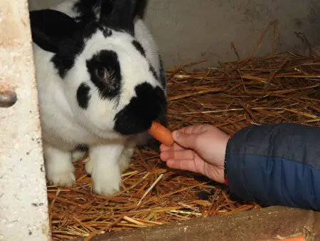 Gîte indépendant avec étang - 3 chambres, animaux admis - Photo 28