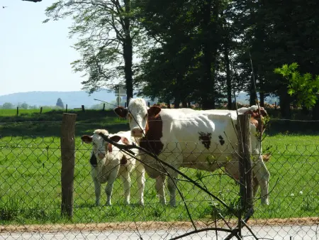 Gîte indépendant avec étang - 3 chambres, animaux admis - Photo 29