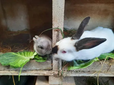 Gîte indépendant avec étang - 3 chambres, animaux admis - Photo 30