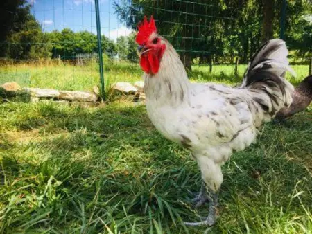 Gîte indépendant avec étang - 3 chambres, animaux admis - Photo 31
