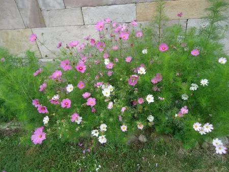 Gîte nature rénové dans les Vosges Saônoises - Photo 23