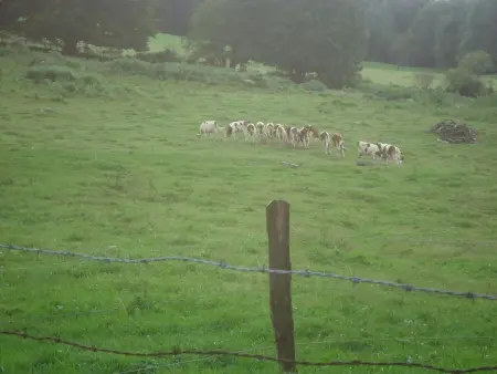 Gîte nature rénové dans les Vosges Saônoises - Photo 31