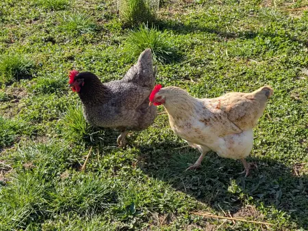Gîte familial rénové avec jardin au cœur de la Vallée de la Saône - Photo 29