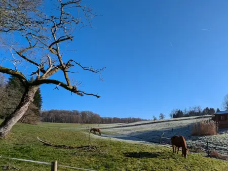 Chalet détente avec Spa et animaux admis près de Plombières-les-Bains - Photo 14